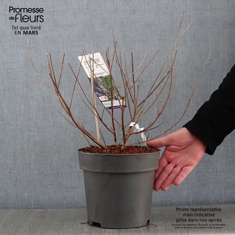 Amostra de Vitex agnus-castus Pink Pinnacle Vaso de 3 L/4 L tal como entregue no inverno