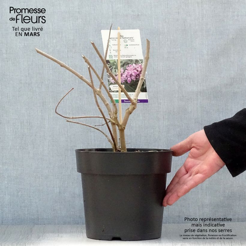Amostra de Vitex agnus-castus Santamaria Vaso de 3 L/4 L tal como entregue na primavera