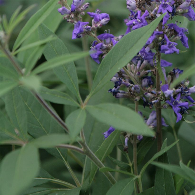 Vitex agnus-castus Delta Blues (Folhagem)