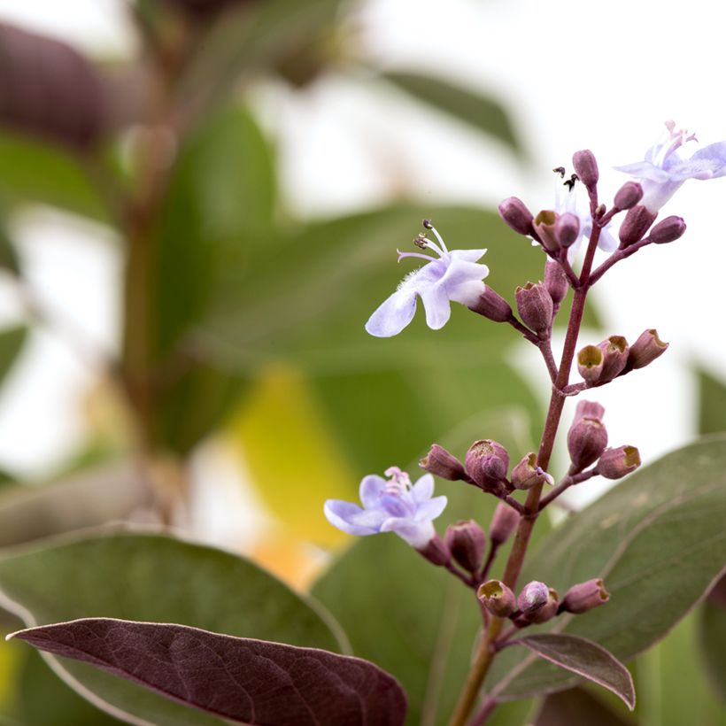 Vitex trifolia Purpurea (Floração)