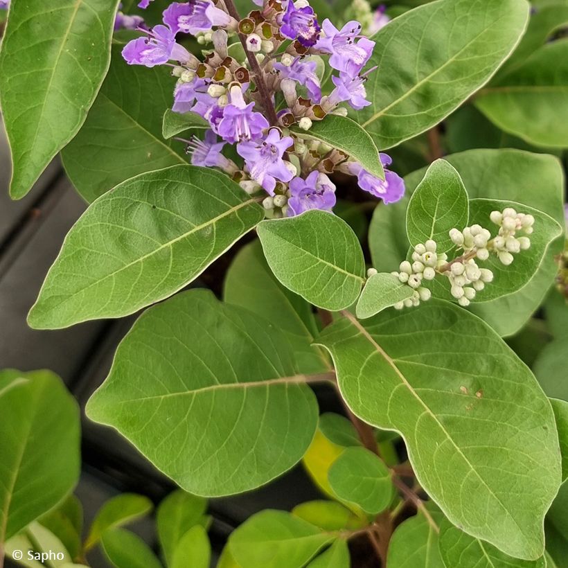 Vitex × agnus-castus Chicagoland Blues (Folhagem)
