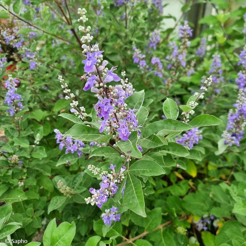 Vitex × agnus-castus Chicagoland Blues (Floração)