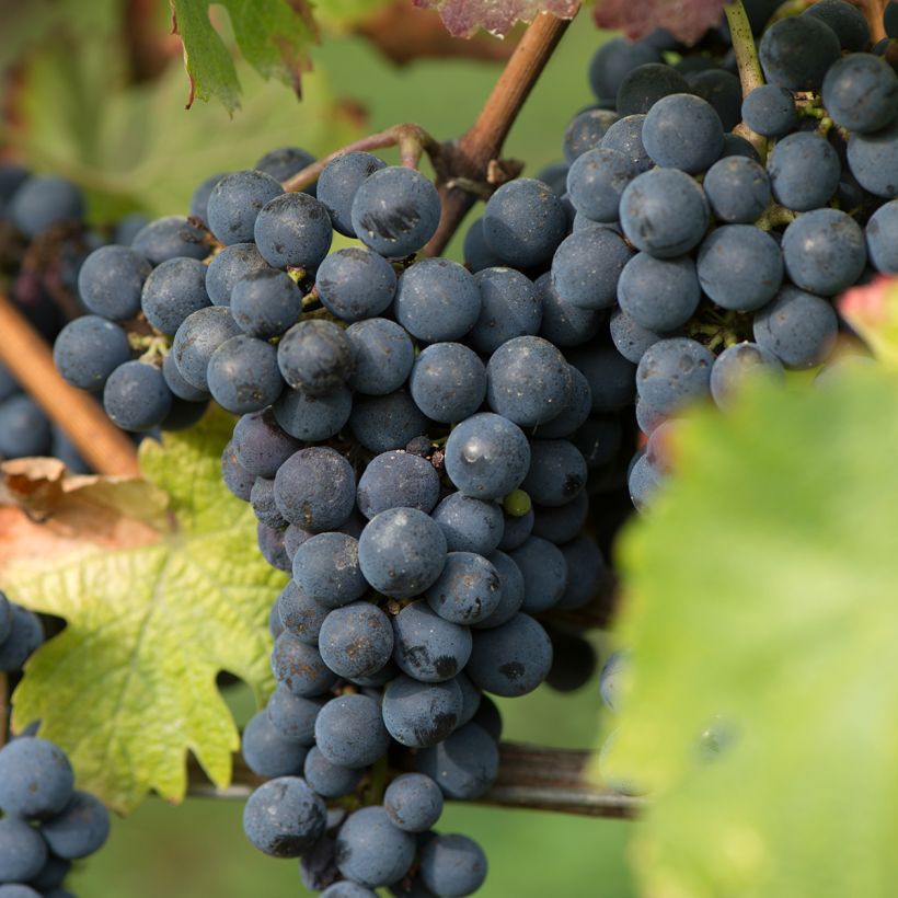 Videira New York Muscat - Vitis vinifera (Colheita)