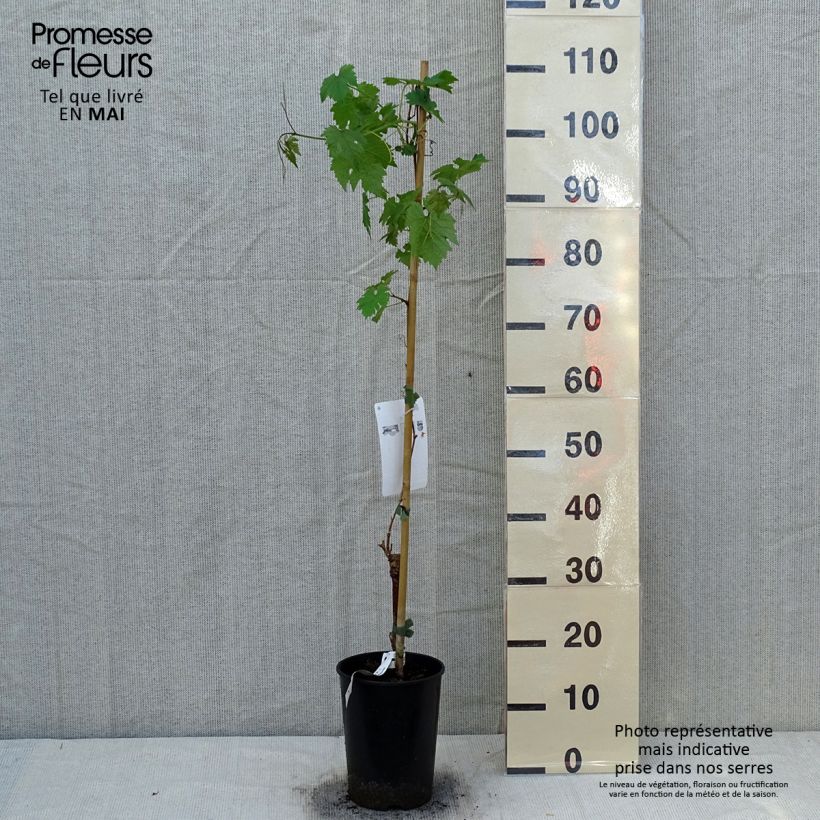 Amostra de Videira Cabernet Sauvignon - Vitis vinifera Vaso de 1 L/1,5 L tal como entregue na primavera