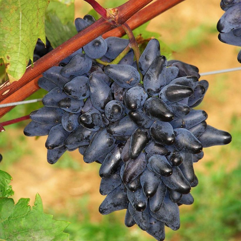 Videira Philipp - Vitis vinifera (Colheita)