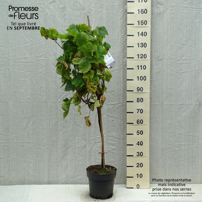 Amostra de Videira de mesa Picurka - Vitis vinifera Vaso de 7,5 L/10 L, Haste tal como entregue no outono
