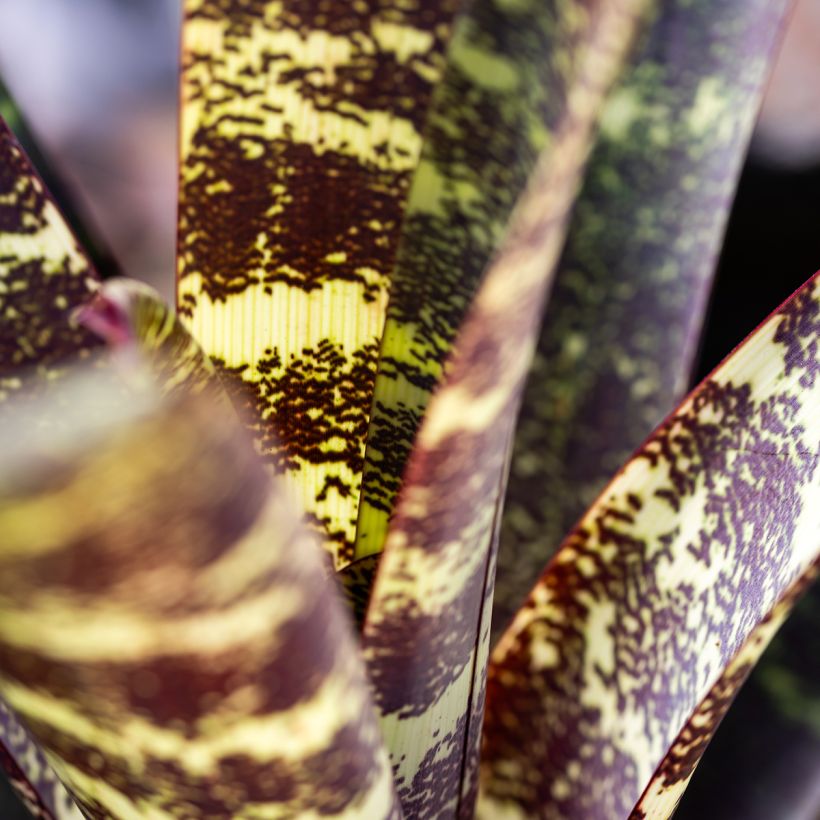 Vriesea Splendide (Folhagem)