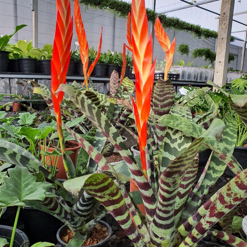 Vriesea Splendide (Hábito)