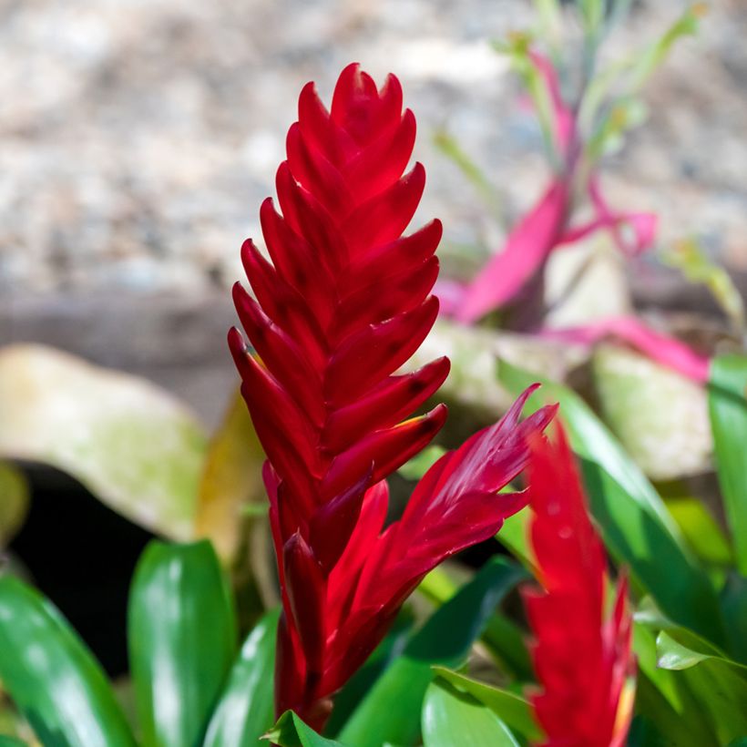 Vriesea carinata Christiane (Floração)
