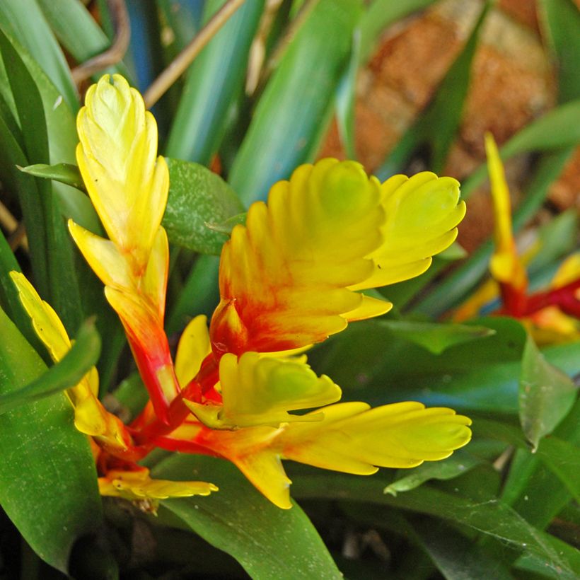 Vriesea carinata Delphinus (Floração)