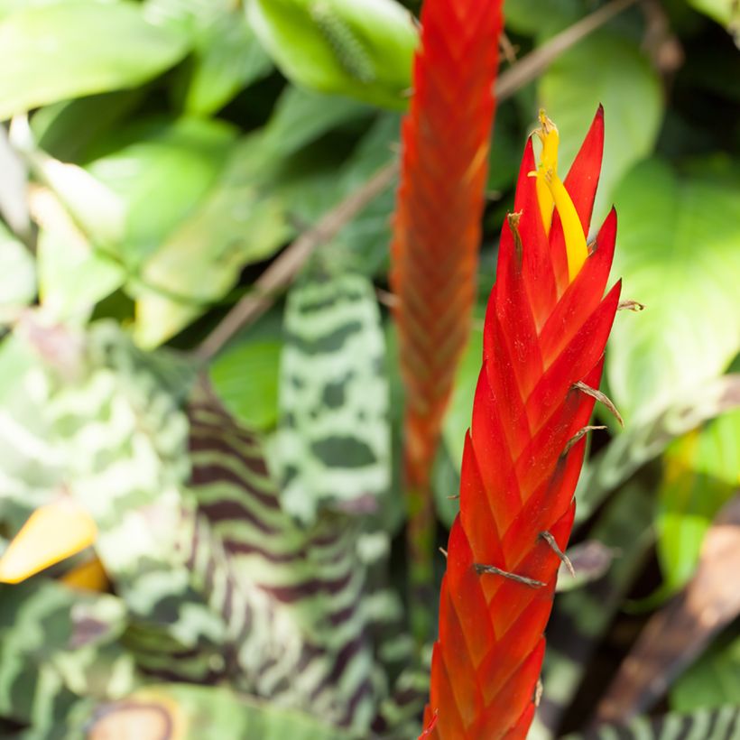 Vriesea Favorite (Floração)