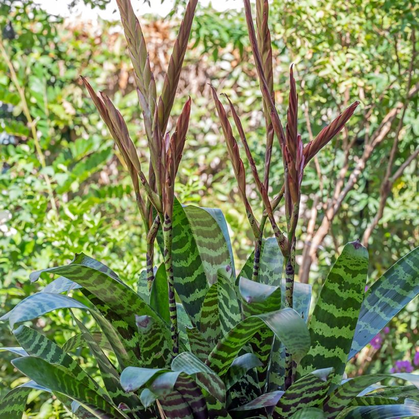 Vriesea Favorite (Hábito)