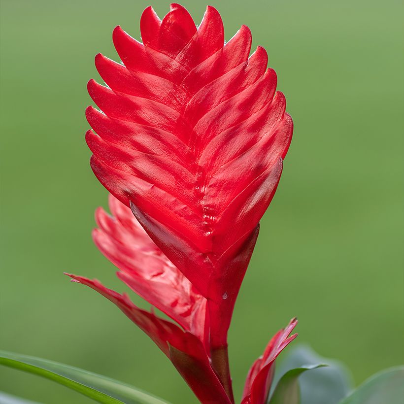 Vriesea Kallisto (Floração)
