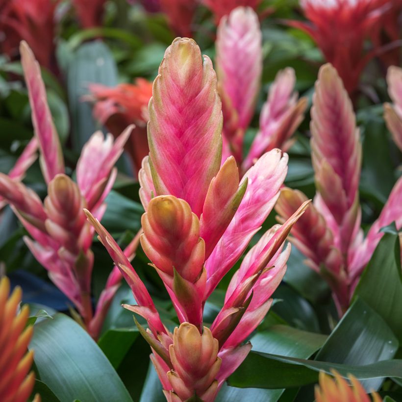 Vriesea Madonna (Floração)