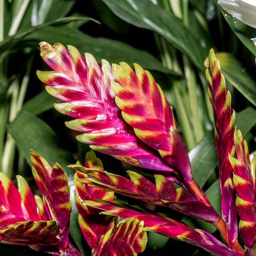 Vriesea Vogue (Floração)