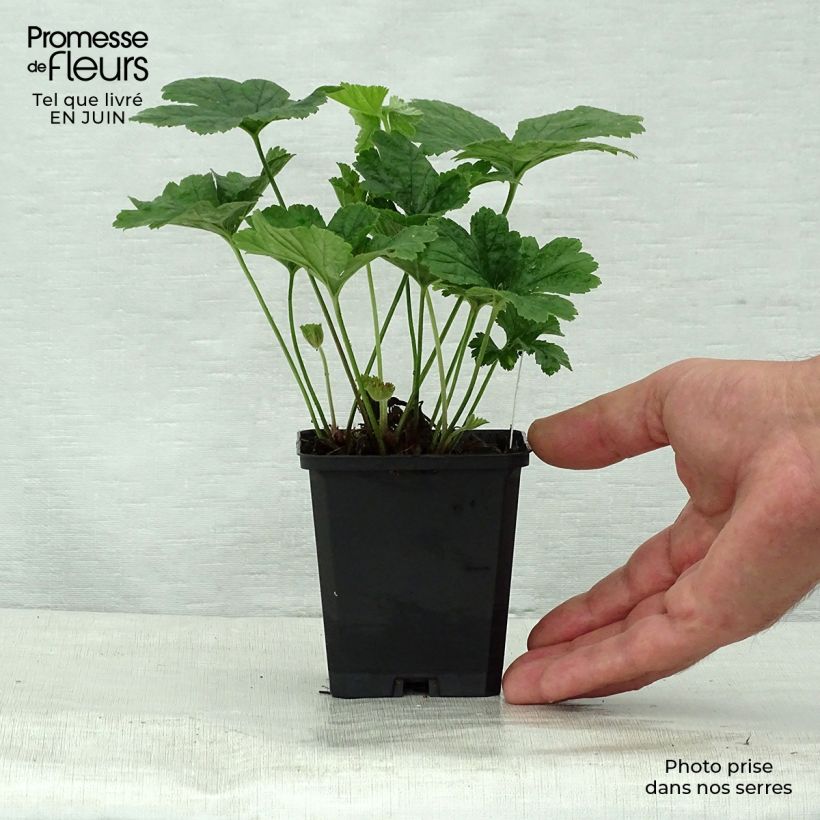 Amostra de Waldsteinia geoides Vaso de 8/9 cm tal como entregue no verão