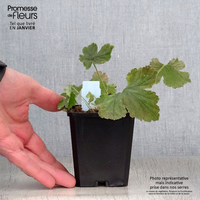 Amostra de Waldsteinia geoides Vaso de 8/9 cm tal como entregue no inverno