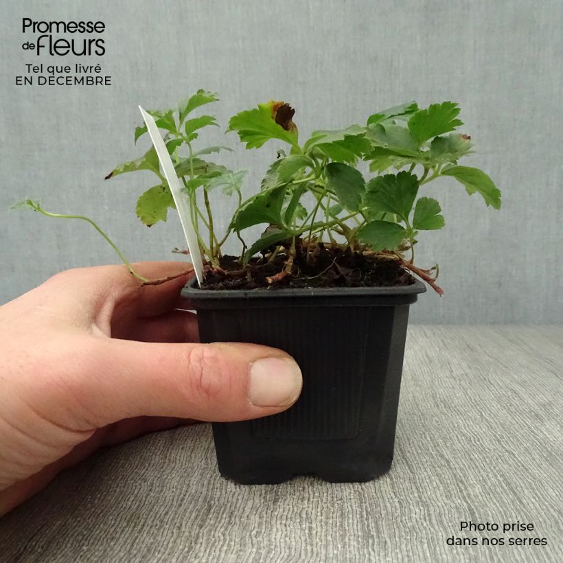 Amostra de Fraisier stérile - Waldsteinia ternata Vaso de 8/9 cm tal como entregue no inverno