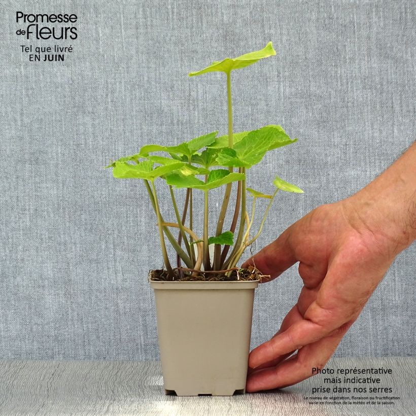 Amostra de Wasabi - Wasabi japonica Vaso de 8/9 cm tal como entregue no verão
