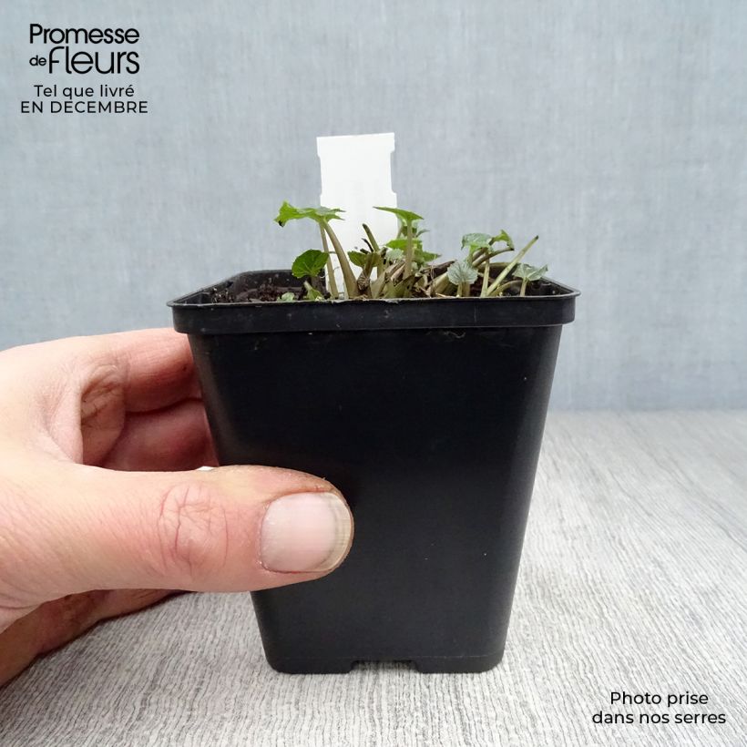 Amostra de Wasabi japonais - Eutrema japonicum Vaso de 8/9 cm tal como entregue no inverno