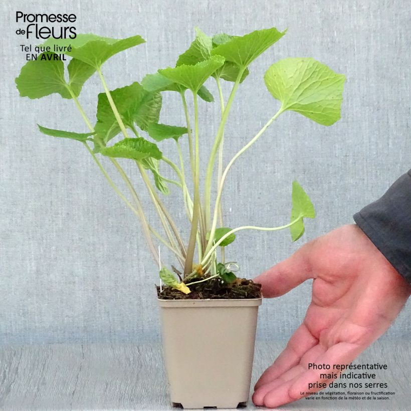 Amostra de Wasabi - Wasabi japonica Vaso de 8/9 cm tal como entregue na primavera