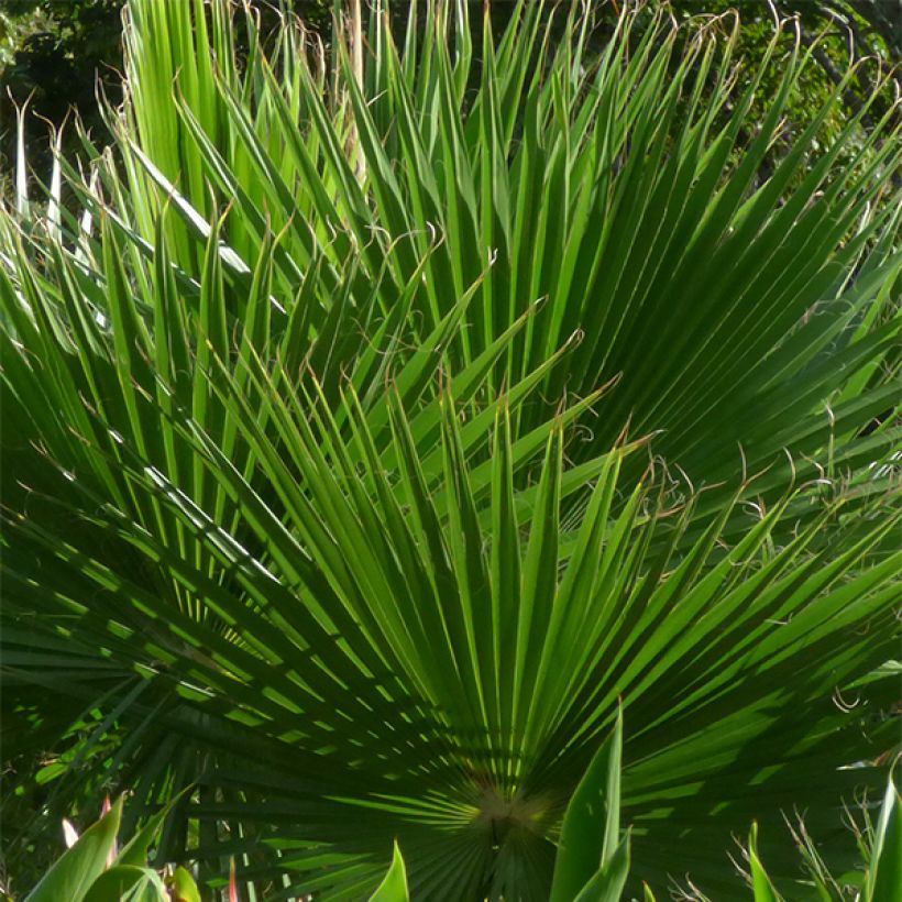 Washingtonia robusta (Folhagem)