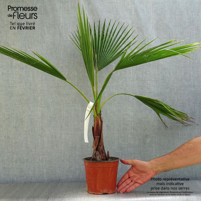 Amostra de Washingtonia robusta Vaso de 2 L/3 L tal como entregue no outono