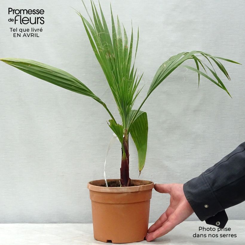 Amostra de Washingtonia robusta Vaso de 2 L/3 L tal como entregue na primavera