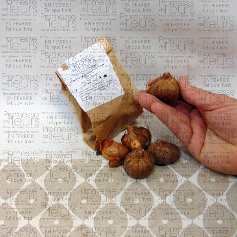 Exemplo de amostra de Watsonia pyramidata Peach Glow - Watsonie Bulbo size 12+ tal como entregue