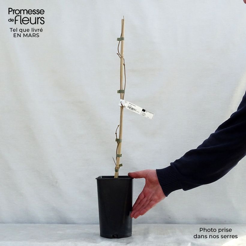 Amostra de Dregea sinensis Vaso de 2 L/3 L tal como entregue na primavera