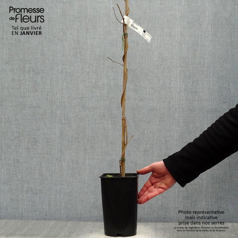 Amostra de Dregea sinensis Vaso de 2 L/3 L tal como entregue no inverno