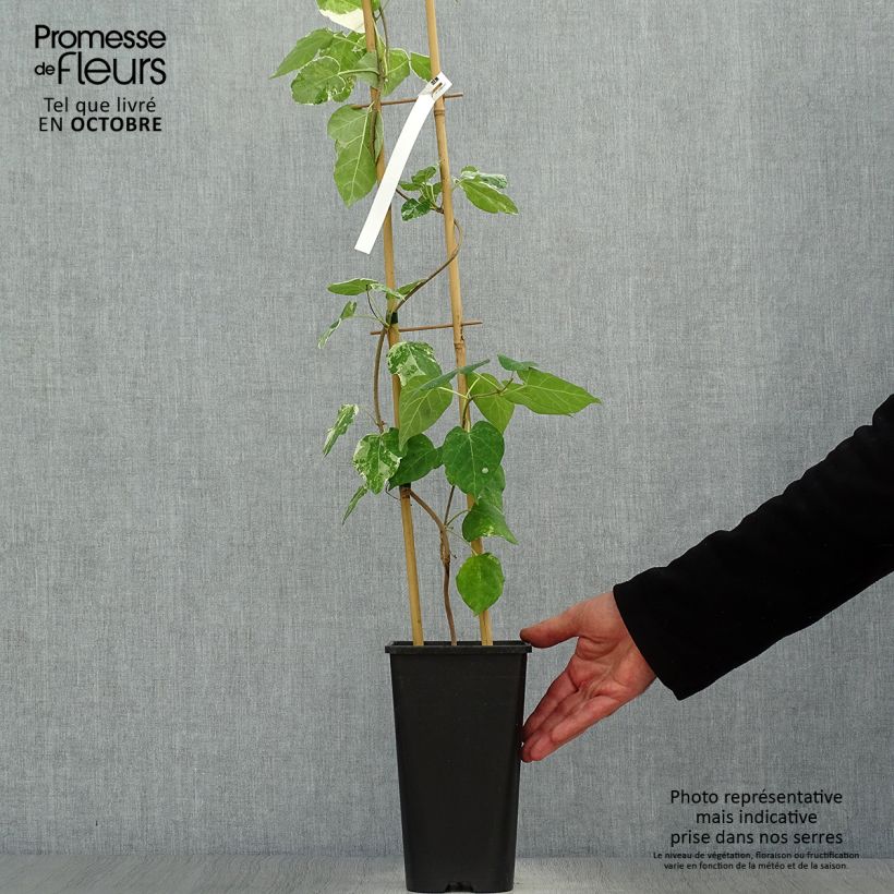 Amostra de Wattakaka sinensis Variegata Vaso de 2 L/3 L tal como entregue no outono