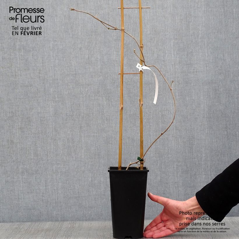 Amostra de Wattakaka sinensis Variegata - Drégée de Chine Vaso de 2 L/3 L tal como entregue no inverno