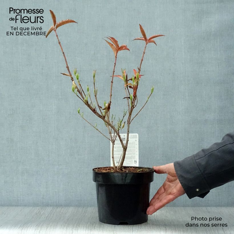 Amostra de Weigela All Summer Red Vaso de 3 L/4 L tal como entregue no inverno