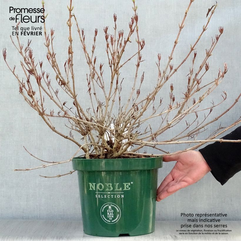 Amostra de Weigela All Summer Red Vaso de 7,5 L/10 L tal como entregue no inverno