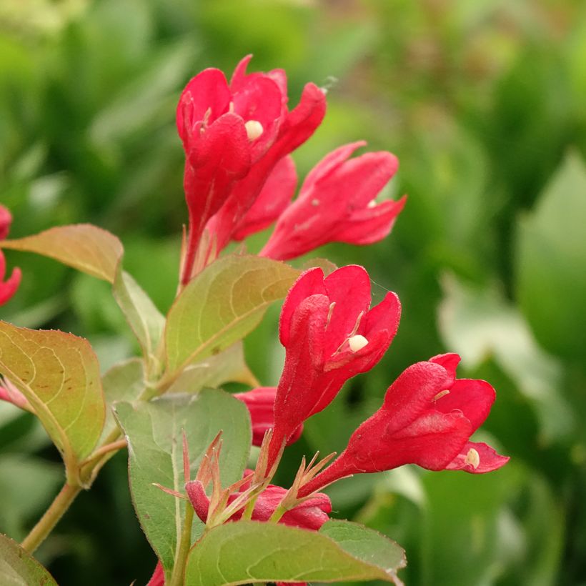 Weigélia All Summer Red (Floração)