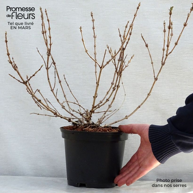 Amostra de Weigélia florida Black and White Vaso de 3 L/4 L tal como entregue na primavera