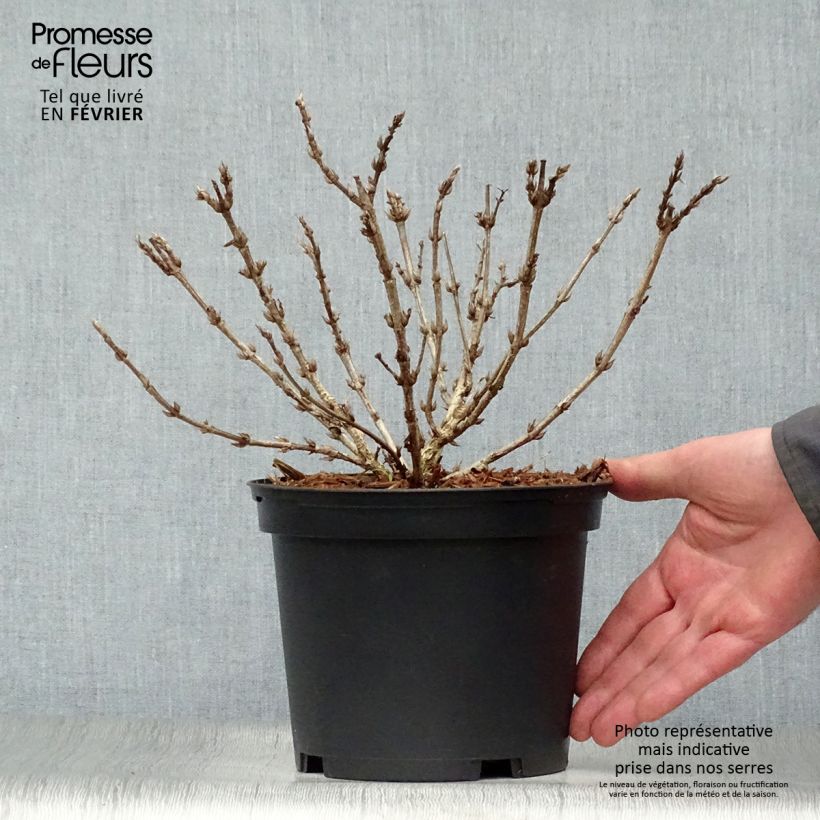 Amostra de Weigela Black and White Vaso de 3 L/4 L tal como entregue no inverno