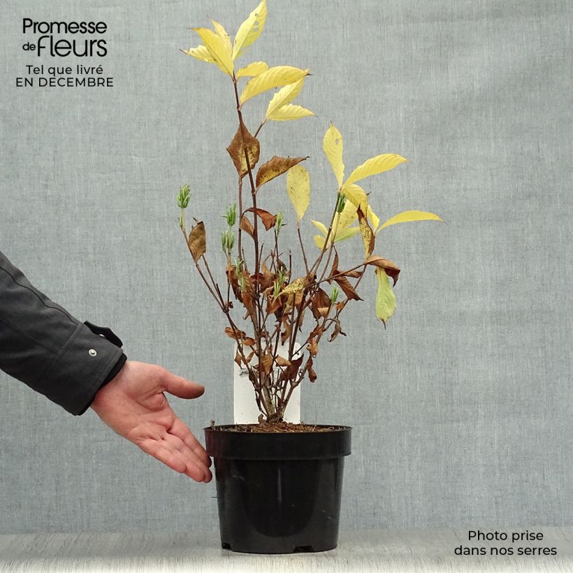 Amostra de Weigela Candida - Weigélia Vaso de 3 L/4 L tal como entregue no inverno