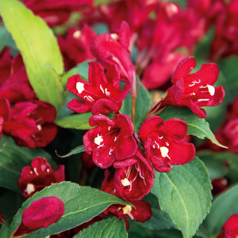 Weigélia florida Cherry Love (Floração)