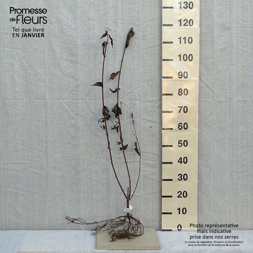 Amostra de Weigélia florida Bristol Ruby Raízes nuas tal como entregue no inverno