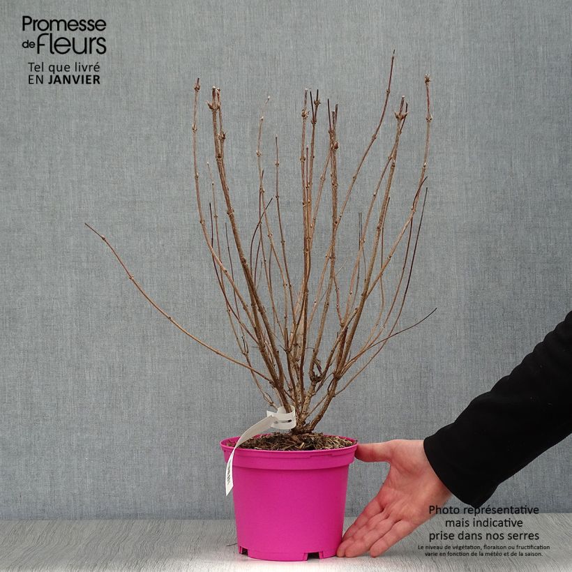 Amostra de Weigela Kosteriana Variegata - Weigelia Kosteriana Variegata Vaso de 2 L/3 L tal como entregue no inverno