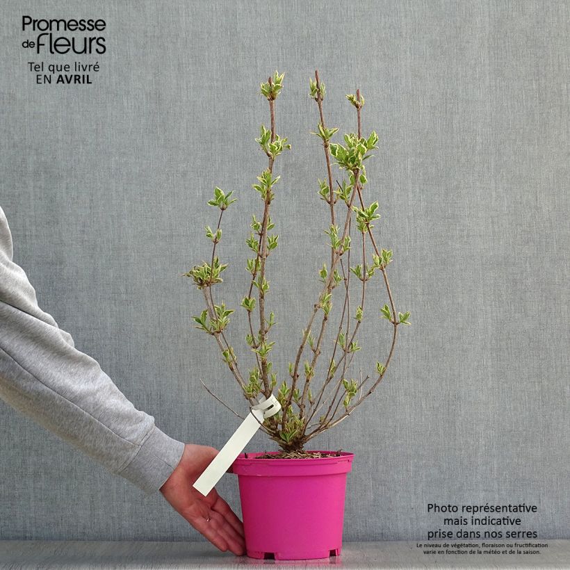 Amostra de Weigélia Kosteriana Variegata Vaso de 2 L/3 L tal como entregue na primavera