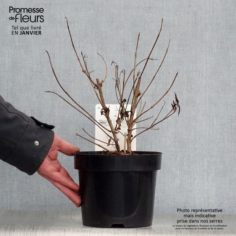 Amostra de Weigela Milk and Honey Vaso de 2 L/3 L tal como entregue no inverno