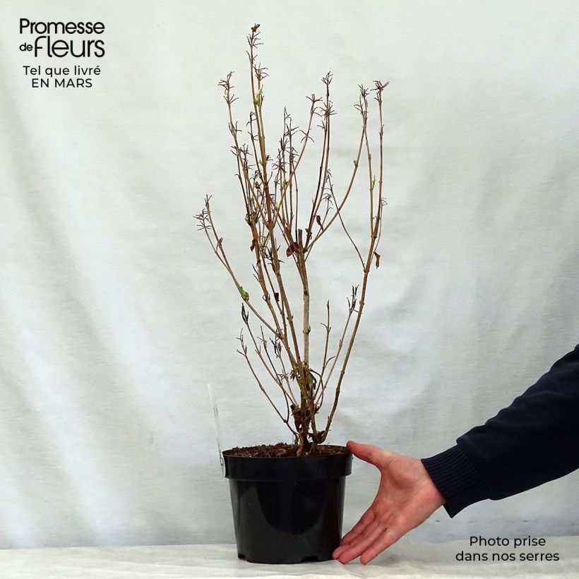 Amostra de Weigélia florida Milk and Honey Vaso de 2 L/3 L tal como entregue na primavera