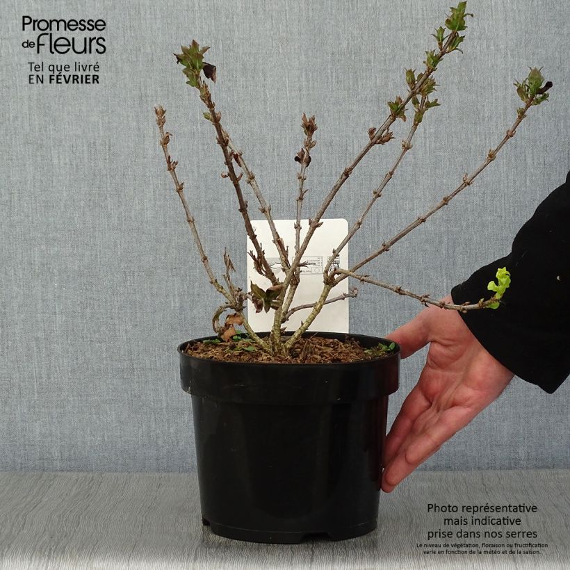 Amostra de Weigela Minuet Vaso de 2 L/3 L tal como entregue no inverno