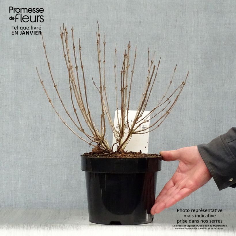 Amostra de Weigela Nain rouge Courtanin Vaso de 3 L/4 L tal como entregue no inverno