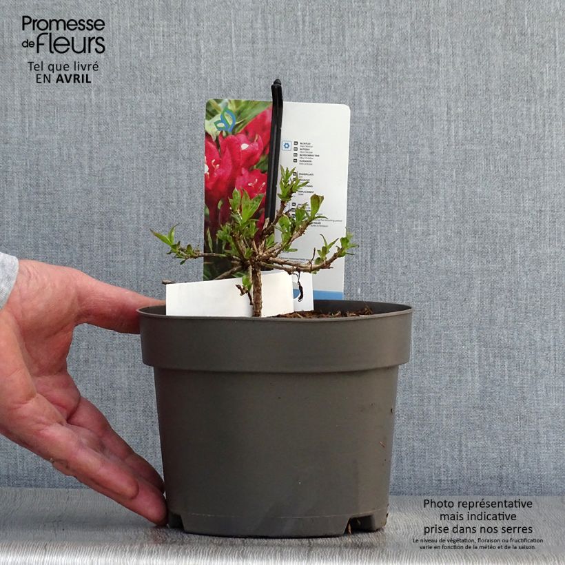 Amostra de Weigélia florida Picobella Rosso Vaso de 2 L/3 L tal como entregue na primavera