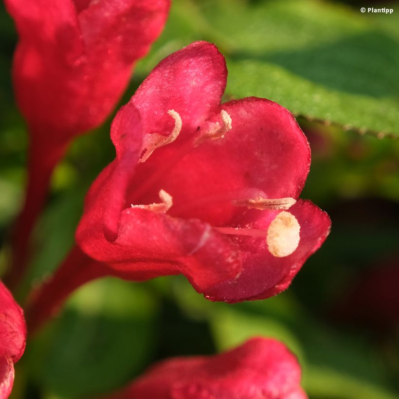 Weigélia florida Picobella Rosso (Floração)