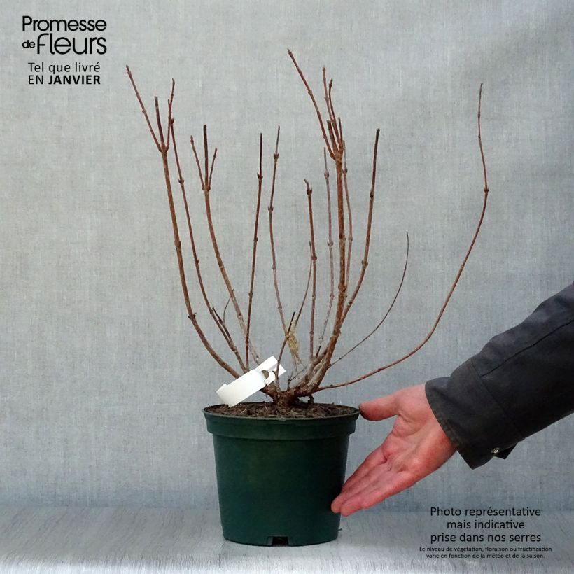 Amostra de Weigela Stelzneri Vaso de 2 L/3 L tal como entregue no inverno